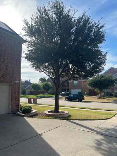 After selective tree trimming at a residential DFW property, showing a cleaner interior canopy and maintained outer shape
