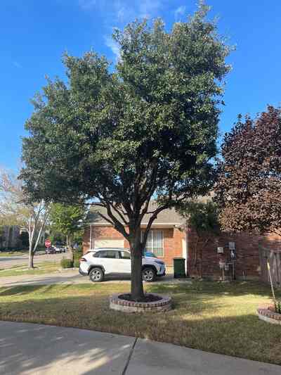 Side view after residential tree trimming in DFW, showing selective interior cleanup and shaped exterior growth
