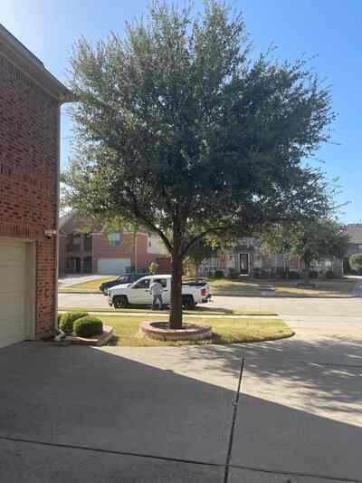 Before tree trimming at a residential property in the Dallas–Fort Worth area, showing dense interior growth