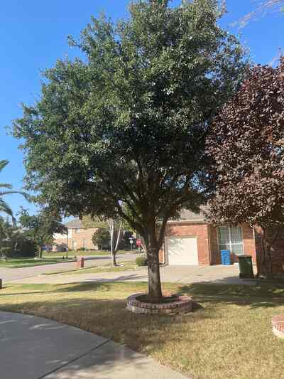 Side view before residential tree trimming in the DFW area, showing dense branches and outer growth