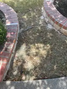 Exposed tree root between curved brick landscape beds