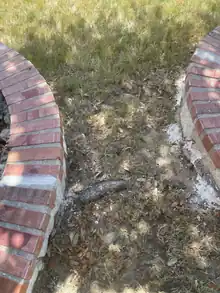 Root management work area beside curved brick landscape beds