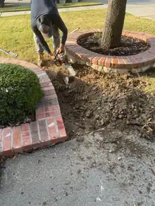 Tree Root Pruning & Root Management